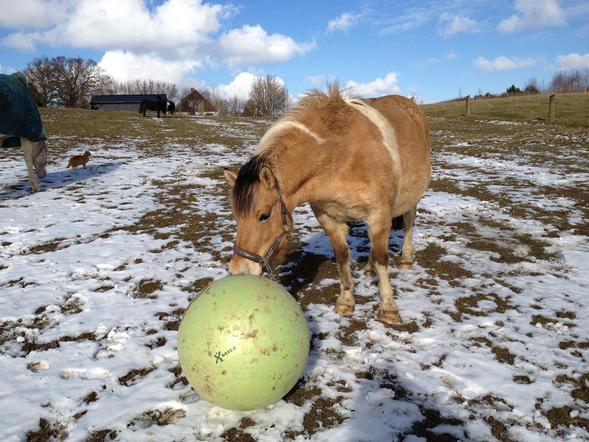 Anden særlig race Sølvmosegaards Sascha - Vinteraktivitet på folden billede 9