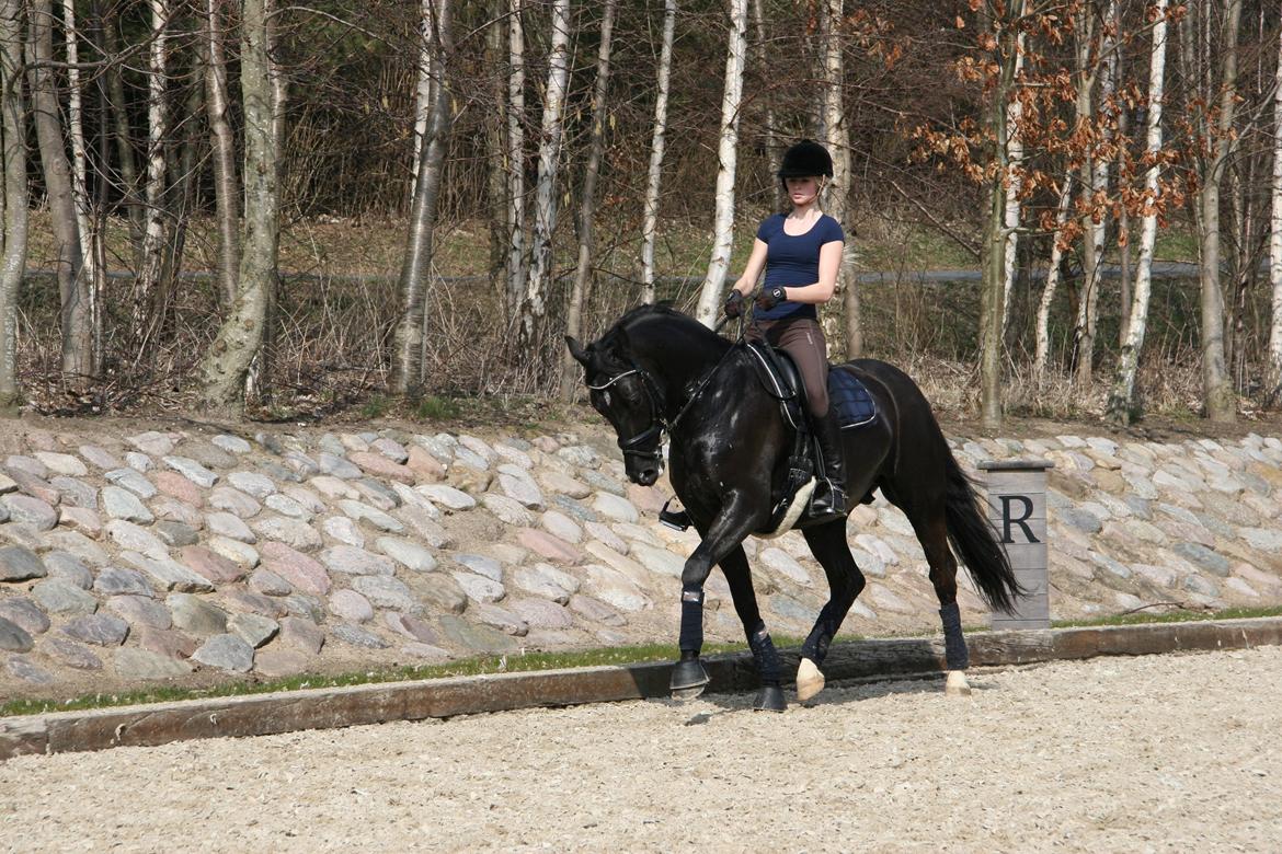 Dansk Varmblod Jubi´s Sans Souci - Undervisning på den dejlige dreng<3 billede 17