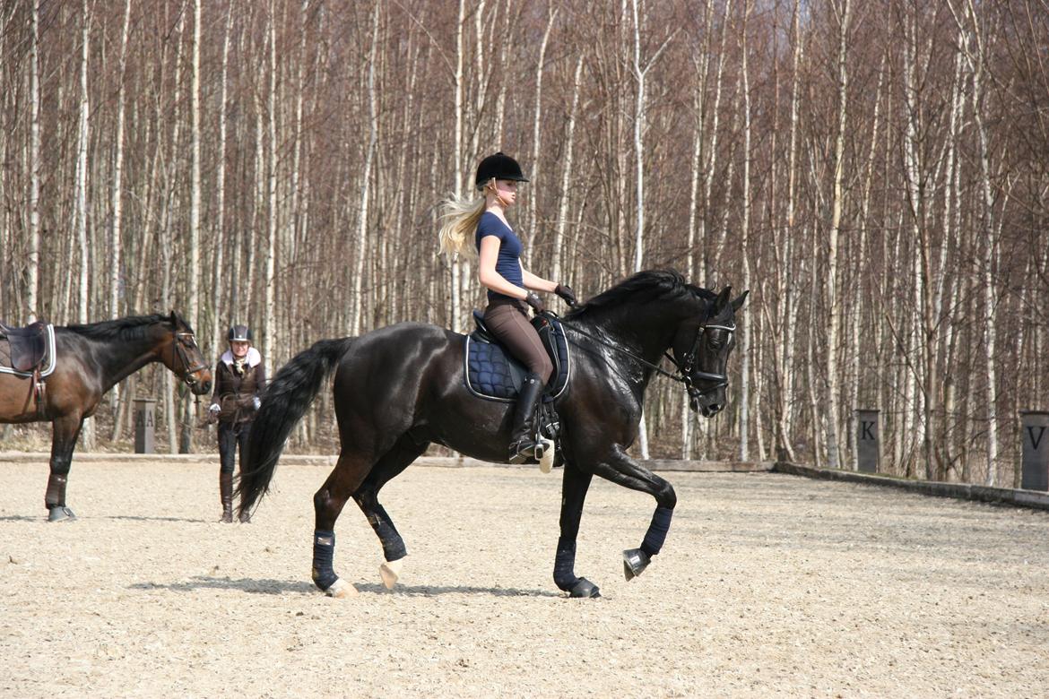 Dansk Varmblod Jubi´s Sans Souci billede 19