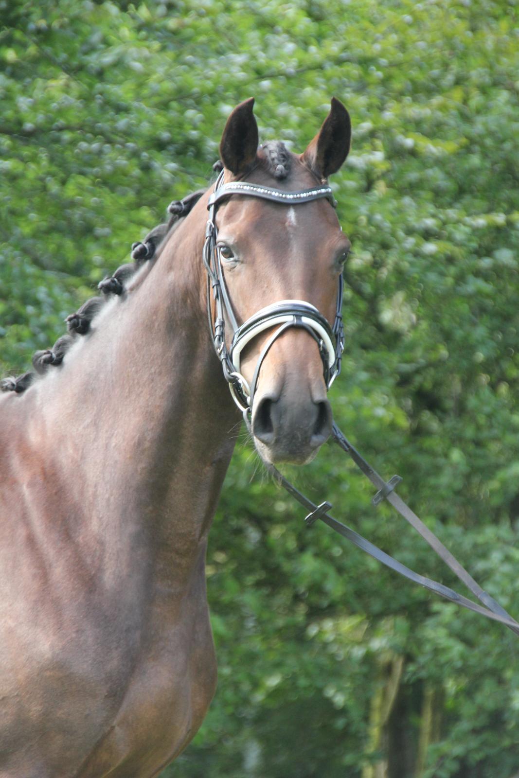 Dansk Varmblod Fyrstinde Temptation S.G. - Smukke hest! billede 7