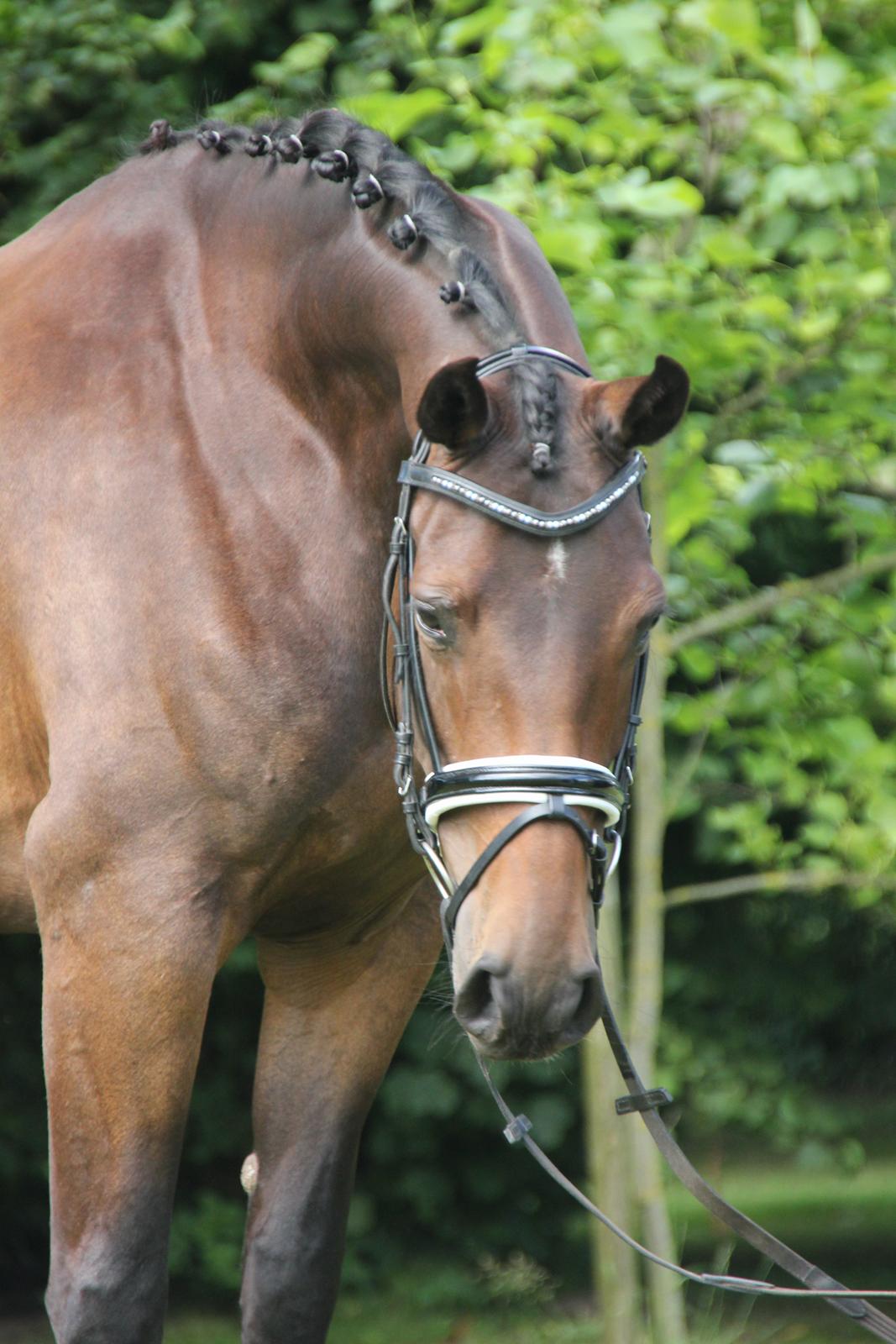 Dansk Varmblod Fyrstinde Temptation S.G. - søde mulle! billede 9