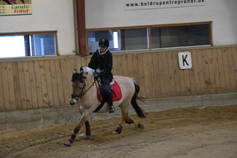 Fjordhest Mille billede 5