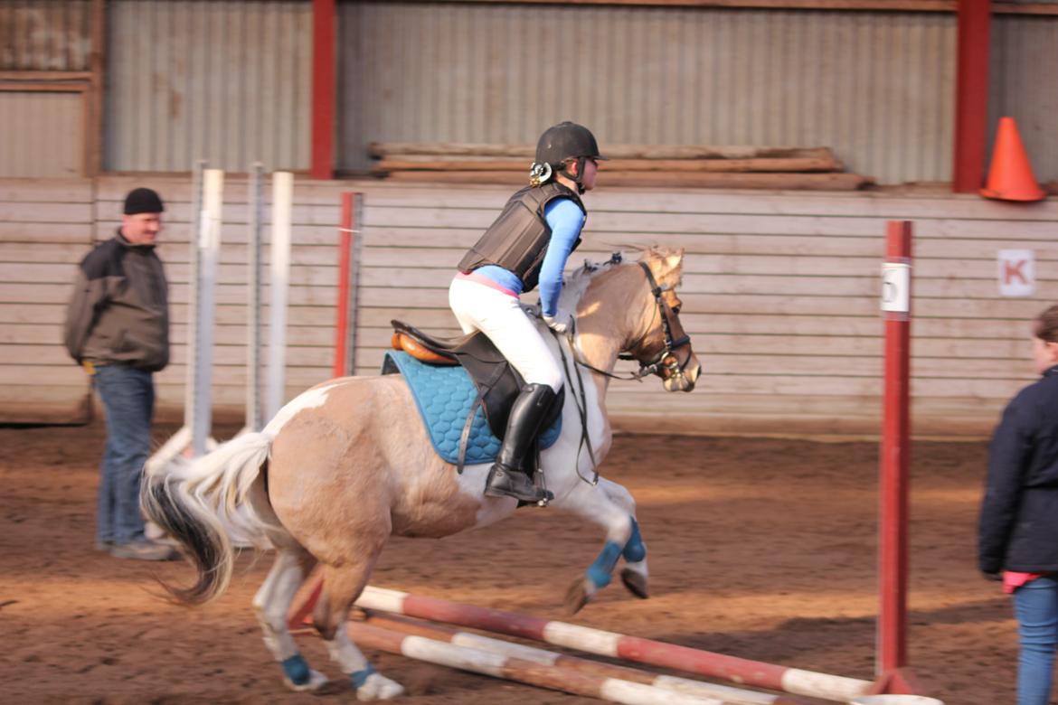 Anden særlig race Dundee*Beautiful*<3 billede 10