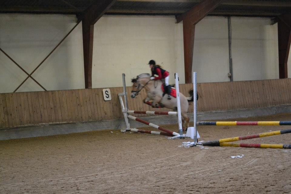 Fjordhest Mille billede 6