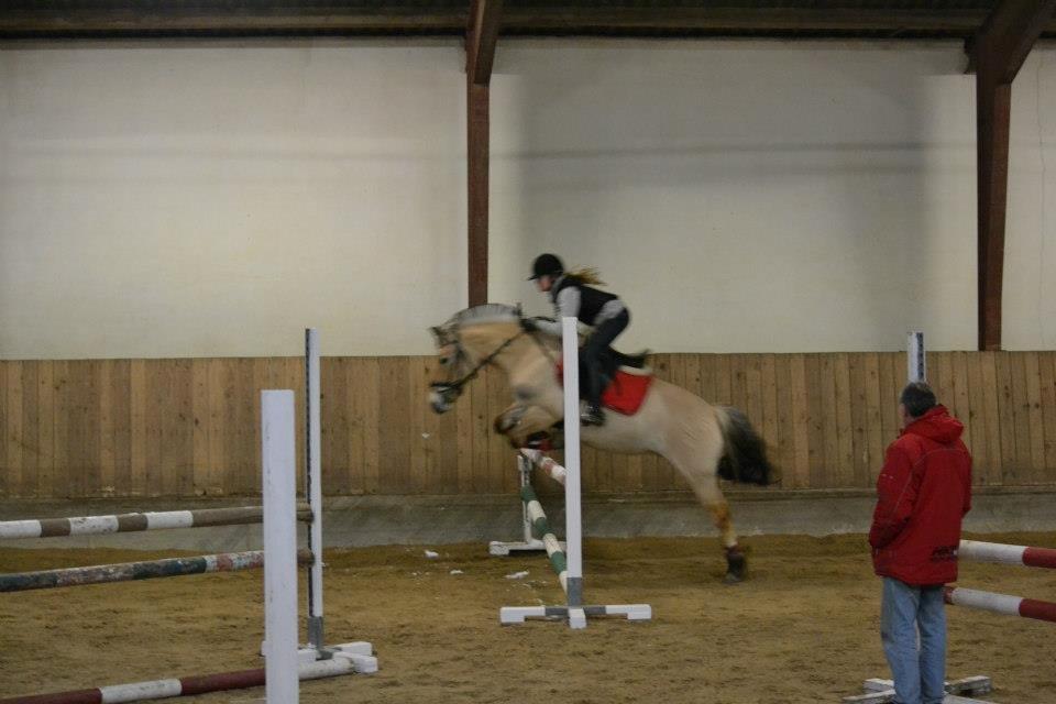 Fjordhest Mille billede 7