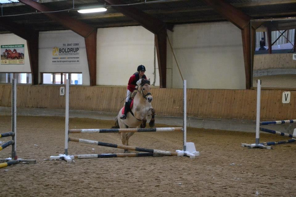 Fjordhest Mille billede 8