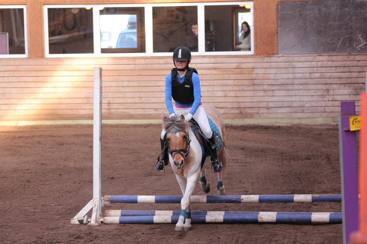 Anden særlig race Dundee*Beautiful*<3 billede 8