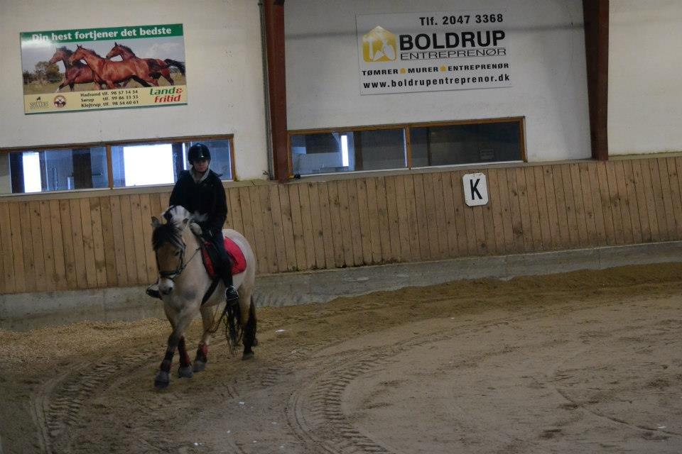 Fjordhest Mille billede 9