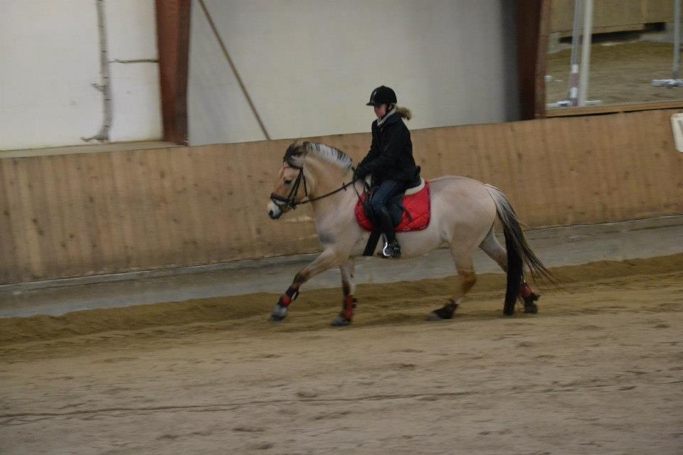 Fjordhest Mille billede 10