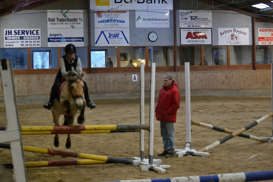 Fjordhest Mille billede 11