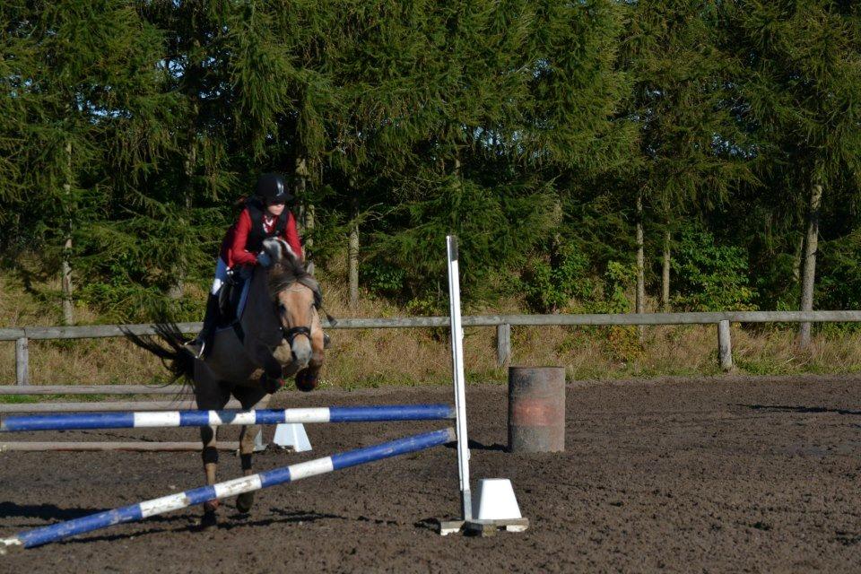 Fjordhest Mille billede 12