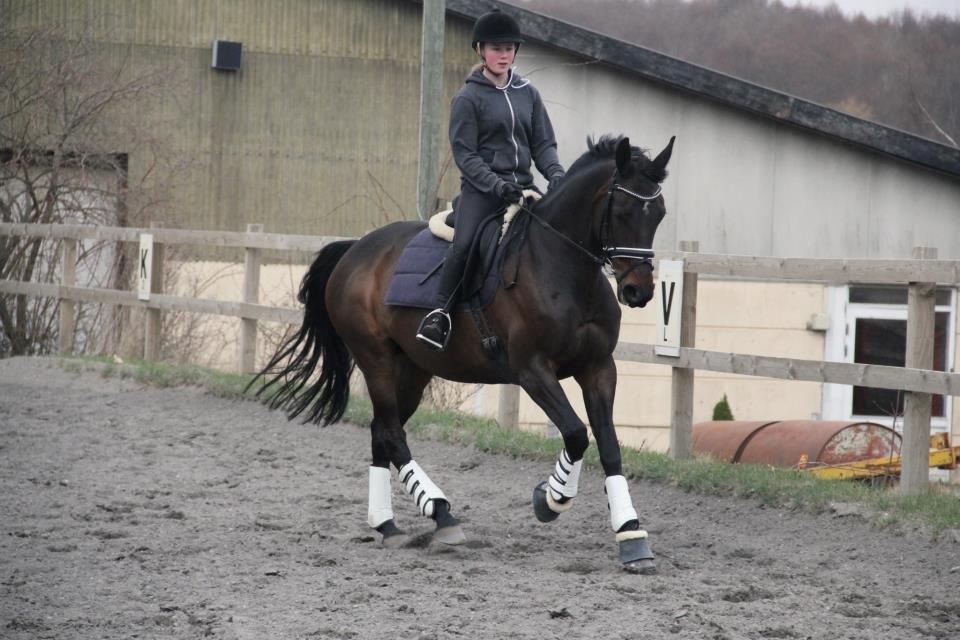 Dansk Varmblod Hanky Panky Firfod billede 30