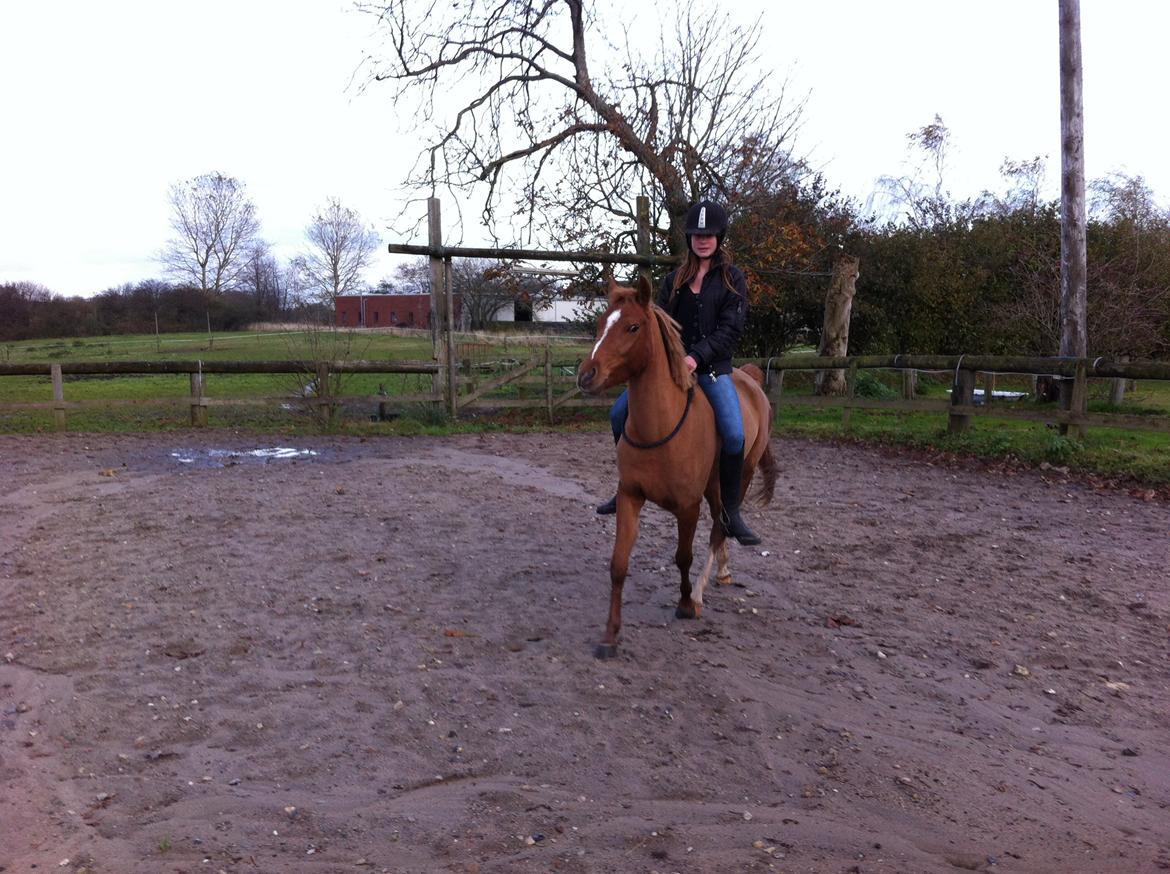 Welsh Partbred (Sec F) sweet about me *soul mate* - I Just Love You!  billede 9