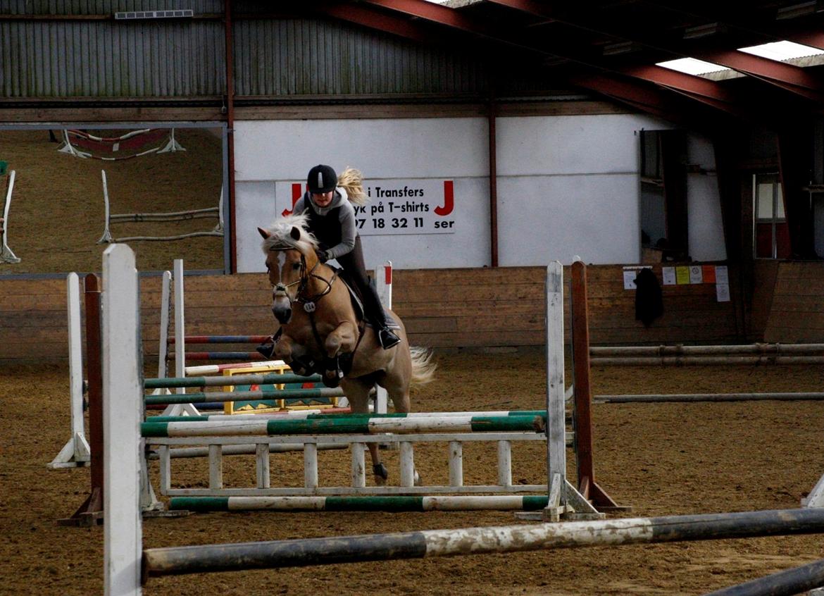 Haflinger Gullith - Springtræning.... billede 16