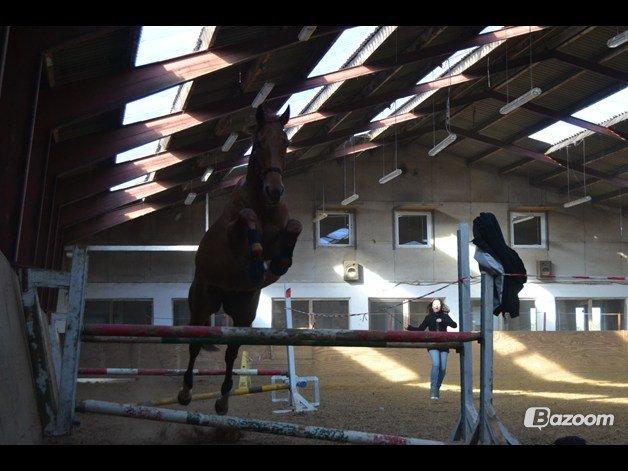 Dansk Varmblod Fjællebroens Excalibur billede 9