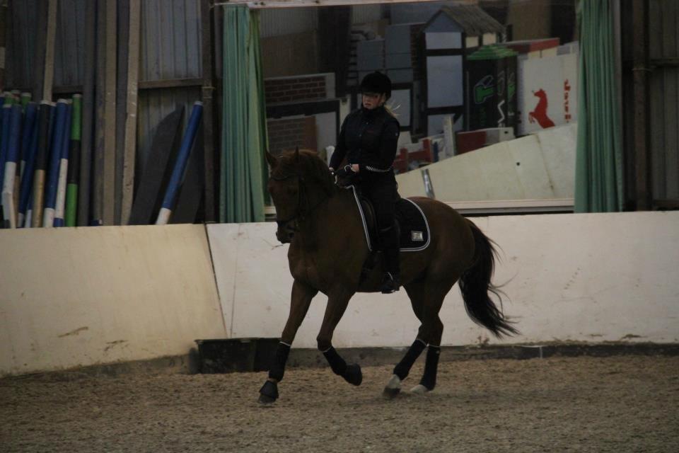 Dansk Varmblod Fjællebroens Excalibur billede 11