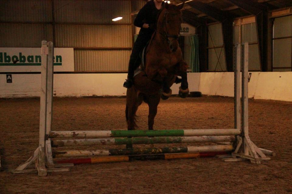 Dansk Varmblod Fjællebroens Excalibur billede 12