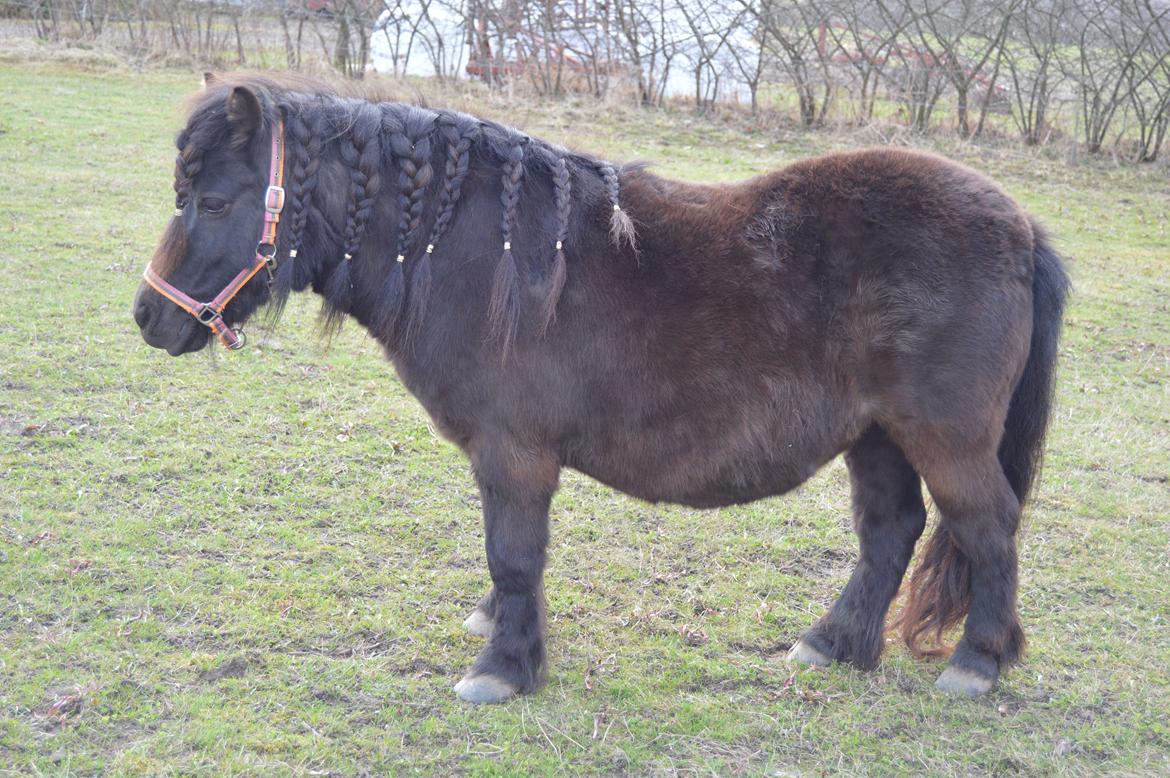 Shetlænder Kerryston Ruby billede 5