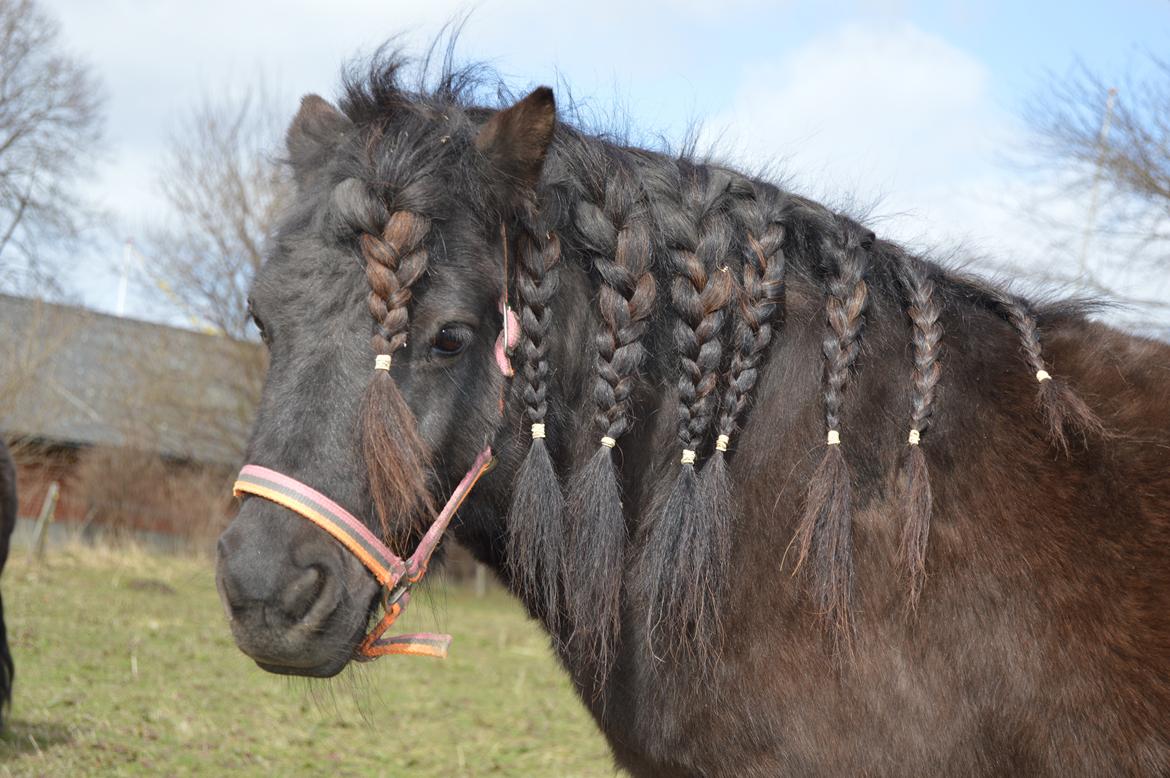 Shetlænder Kerryston Ruby billede 1