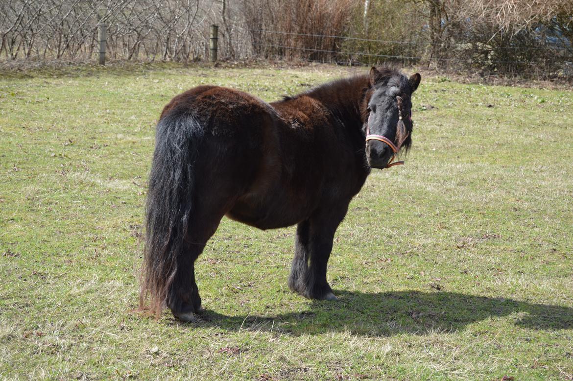 Shetlænder Kerryston Ruby billede 20