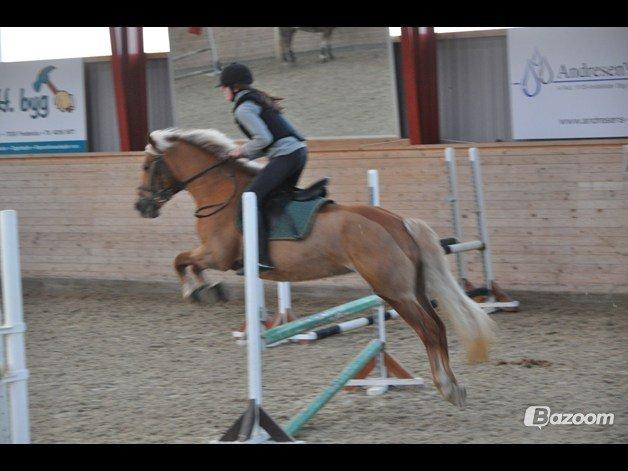 Haflinger Bosse - Spring :) [Foto: Amanda S.] billede 13