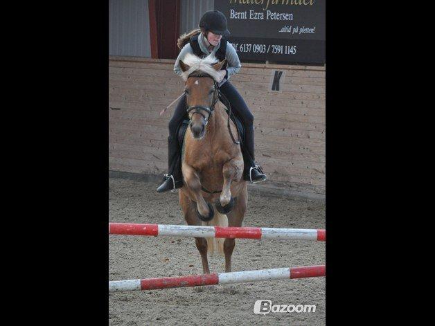 Haflinger Bosse - Opvarmning :) [Foto: Amanda S.] billede 8