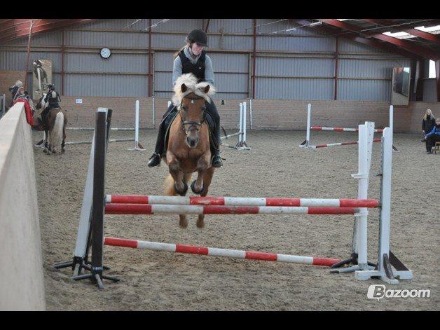 Haflinger Bosse - Over tribbelbaren :) [Foto: Amanda S.] billede 3