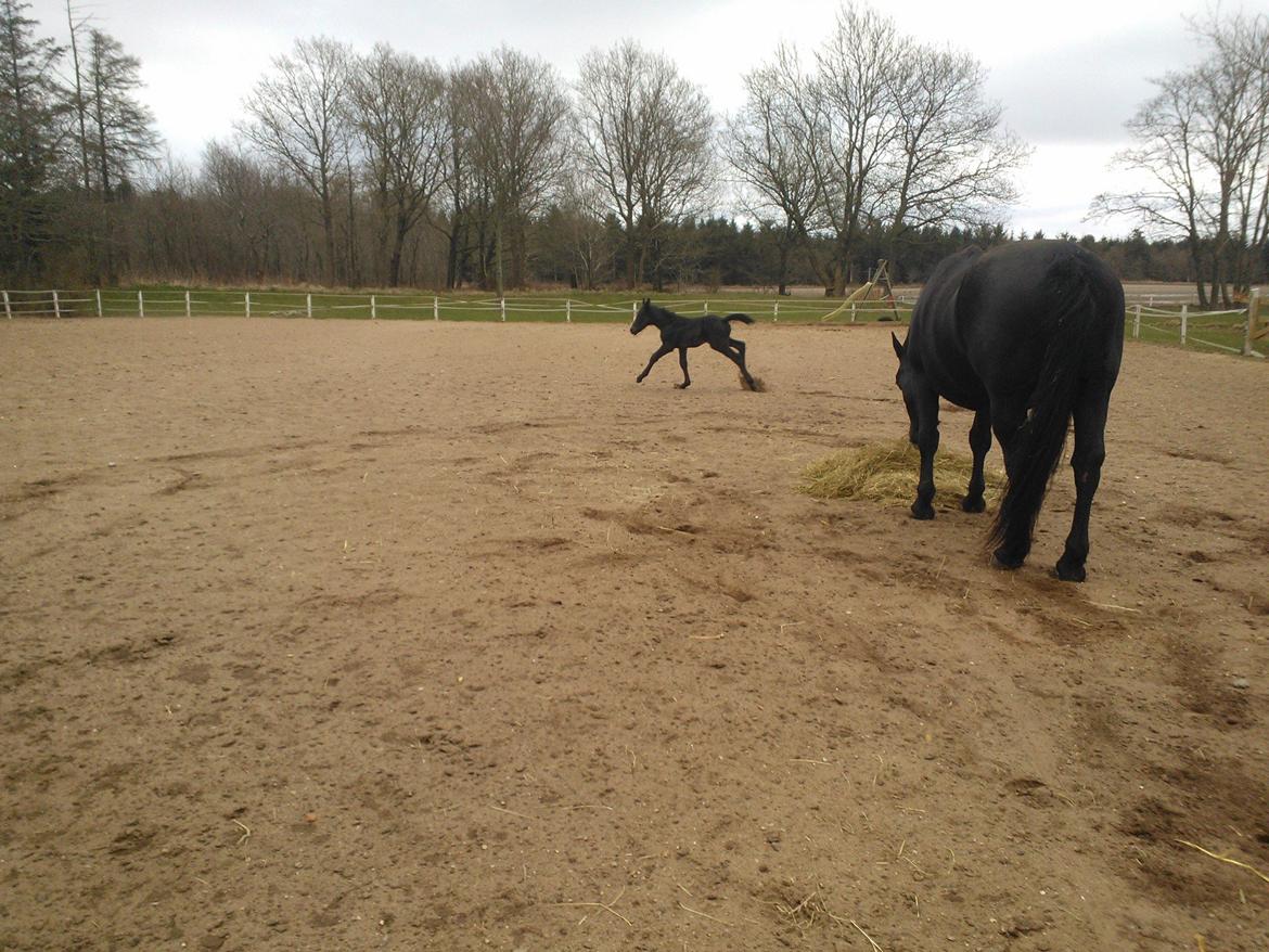 Oldenborg Ahorngårds Carry Me billede 8