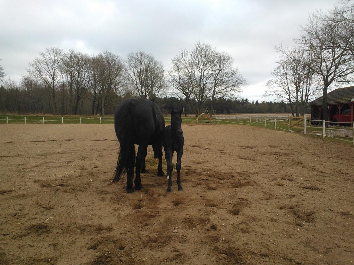 Oldenborg Ahorngårds Carry Me billede 14