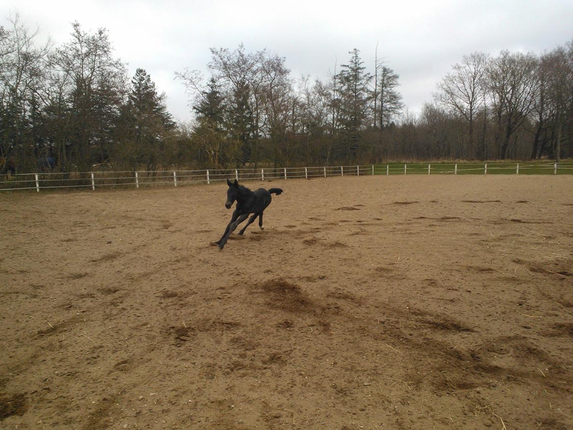 Oldenborg Ahorngårds Carry Me billede 16