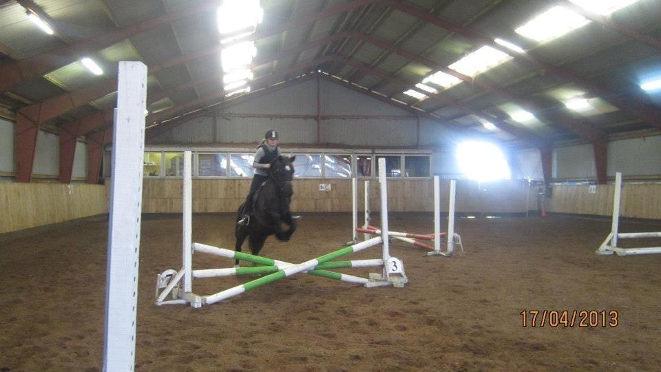 Welsh Cob (sec D) Black Magic (rideskole pony) - Opvarmnings bane til spring d. 17 april. <3  billede 17