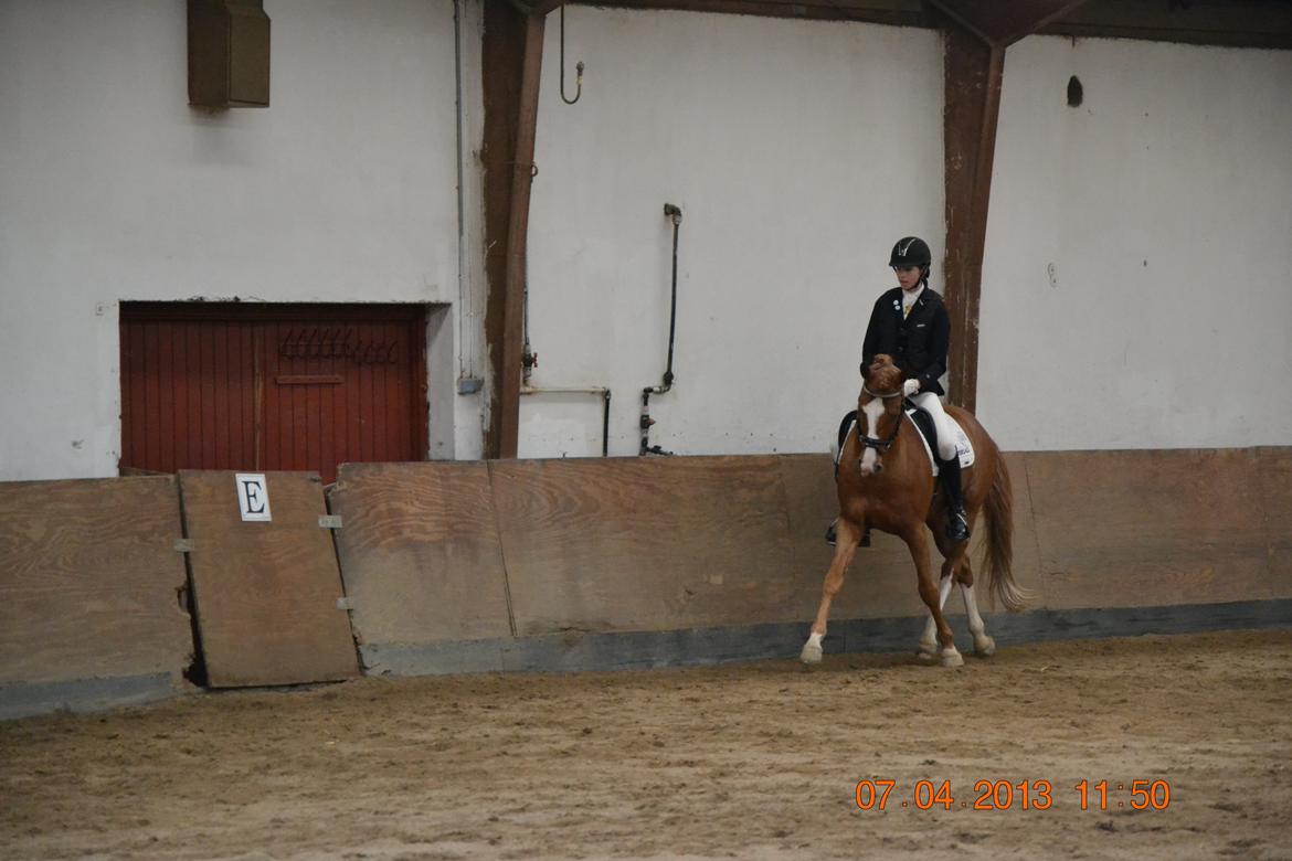 DSP Red Rebel Vrå (Rolf) billede 7