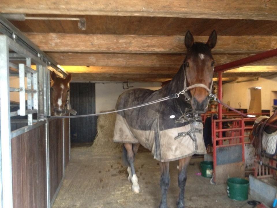 Dansk Varmblod Lazaro * Tidl. lånehest * - En af de første dage med lasse :) billede 4