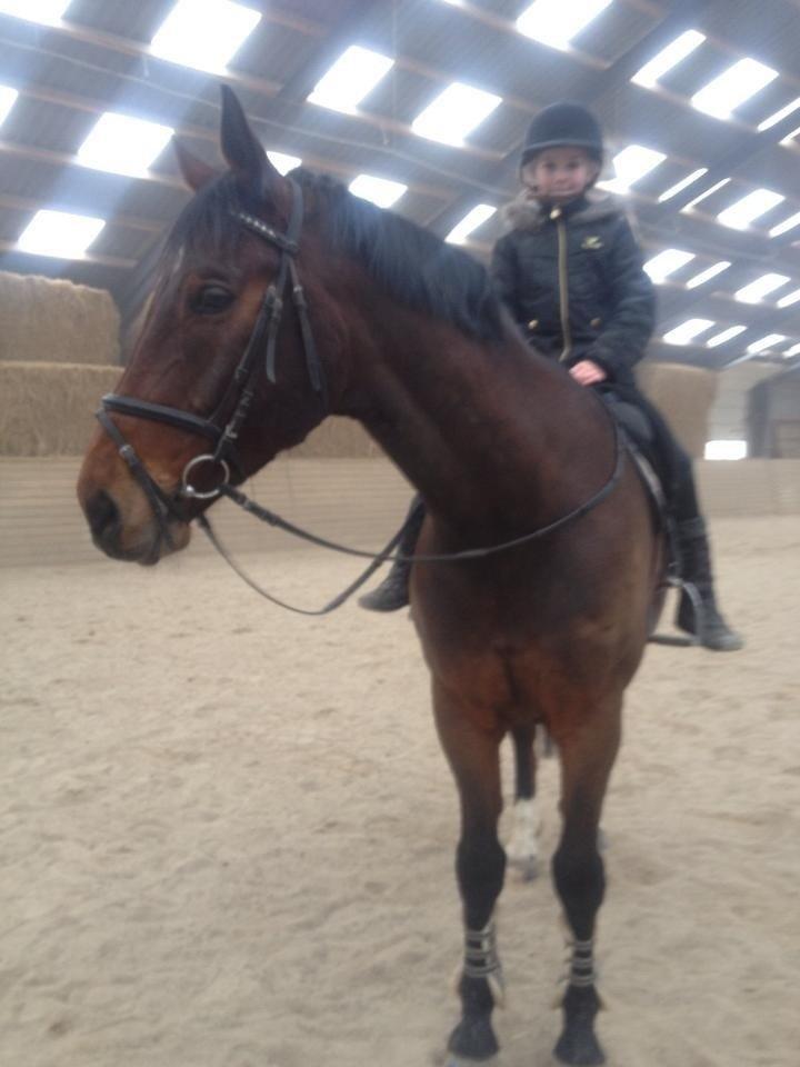 Dansk Varmblod Lazaro * Tidl. lånehest * - Basse og min lillesøster i ridehuset :) billede 3