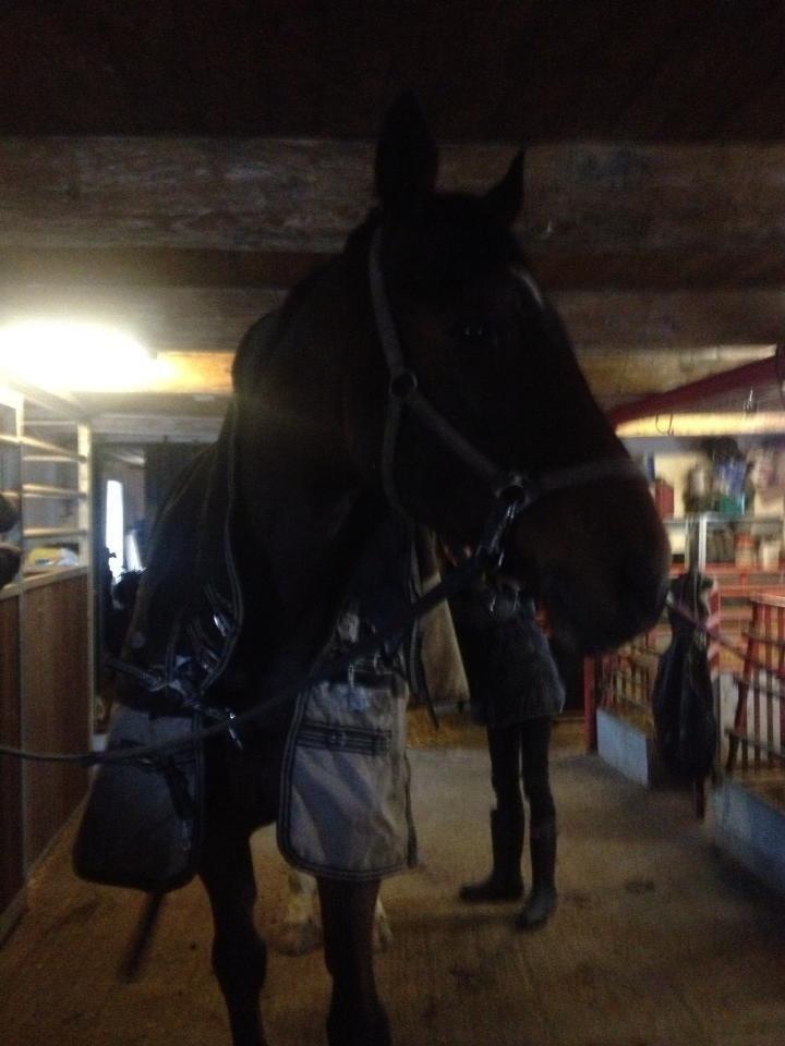 Dansk Varmblod Lazaro * Tidl. lånehest * billede 2