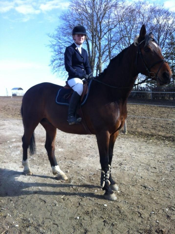 Dansk Varmblod Lazaro * Tidl. lånehest * billede 1