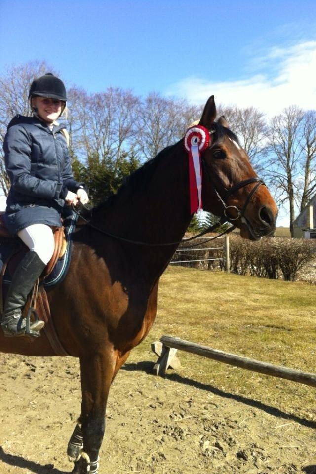 Dansk Varmblod Lazaro * Tidl. lånehest * billede 5