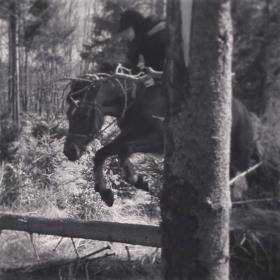 Traver Luna - Dygtig hest i skoven!♥ billede 15