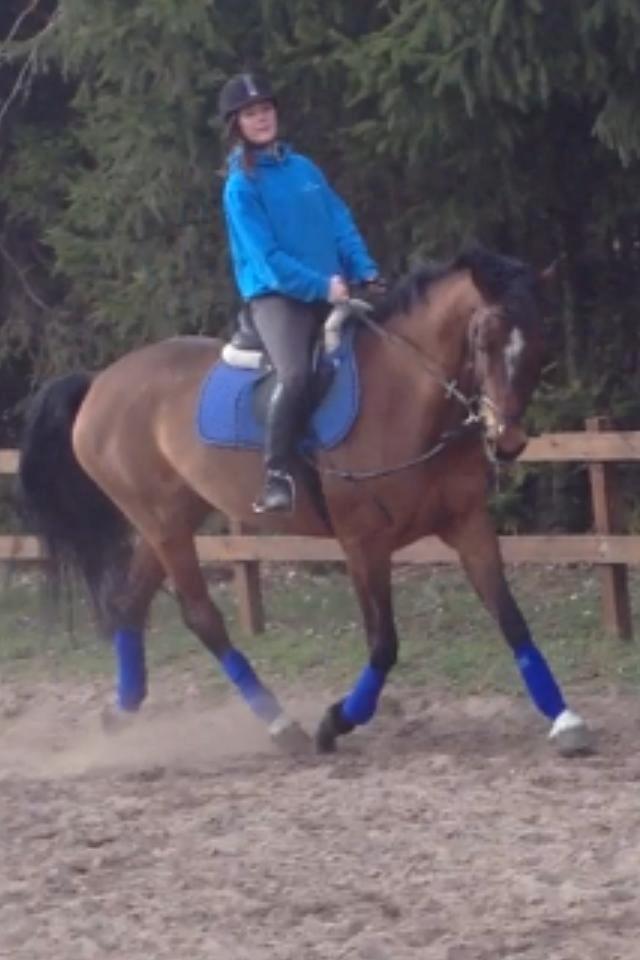 Dansk Varmblod Campino billede 20