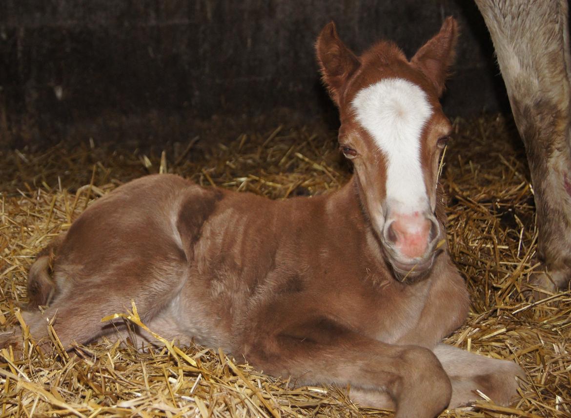 Welsh Pony (sec B) Bjerregårds Matiné billede 24