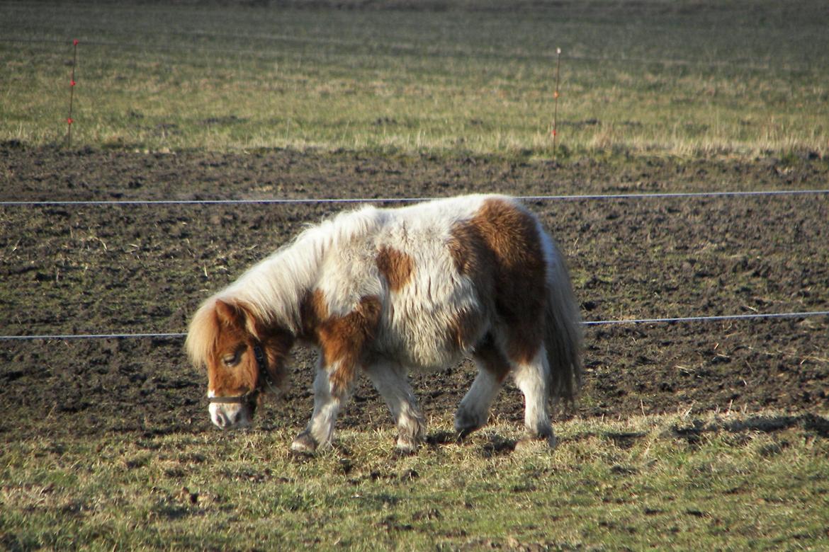 Shetlænder Bertram billede 2
