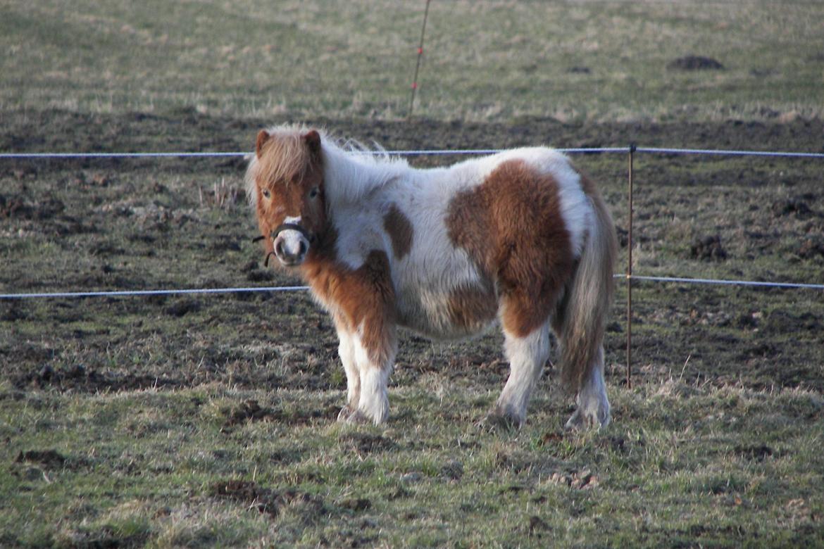 Shetlænder Bertram billede 3