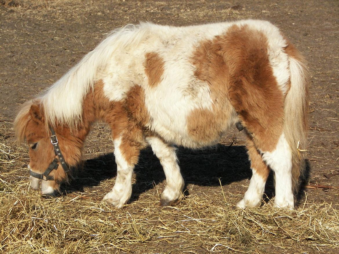 Shetlænder Bertram billede 8