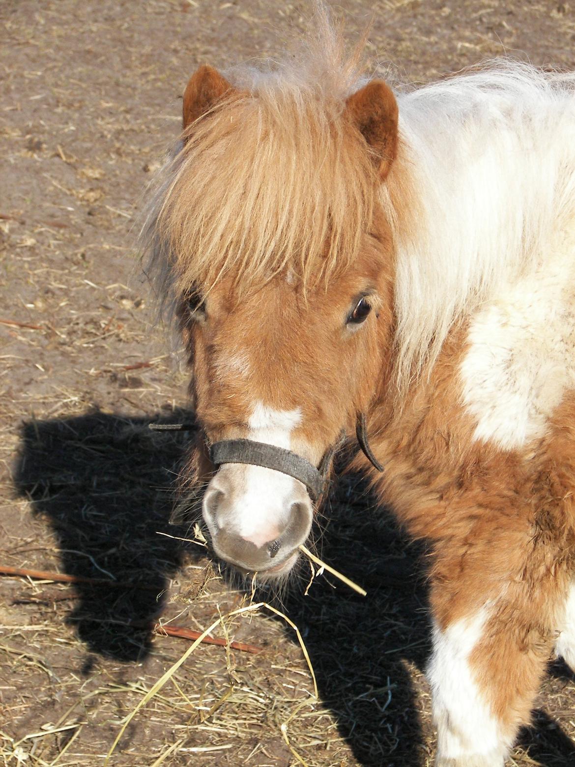 Shetlænder Bertram billede 9