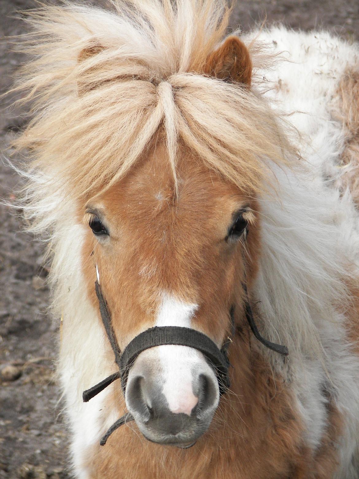 Shetlænder Bertram billede 1