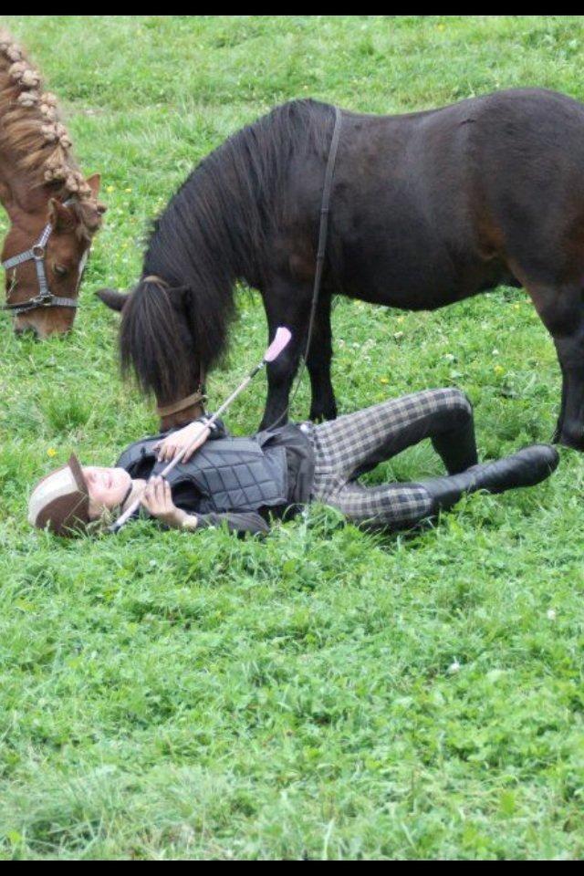 Shetlænder Rican *Rider* billede 16