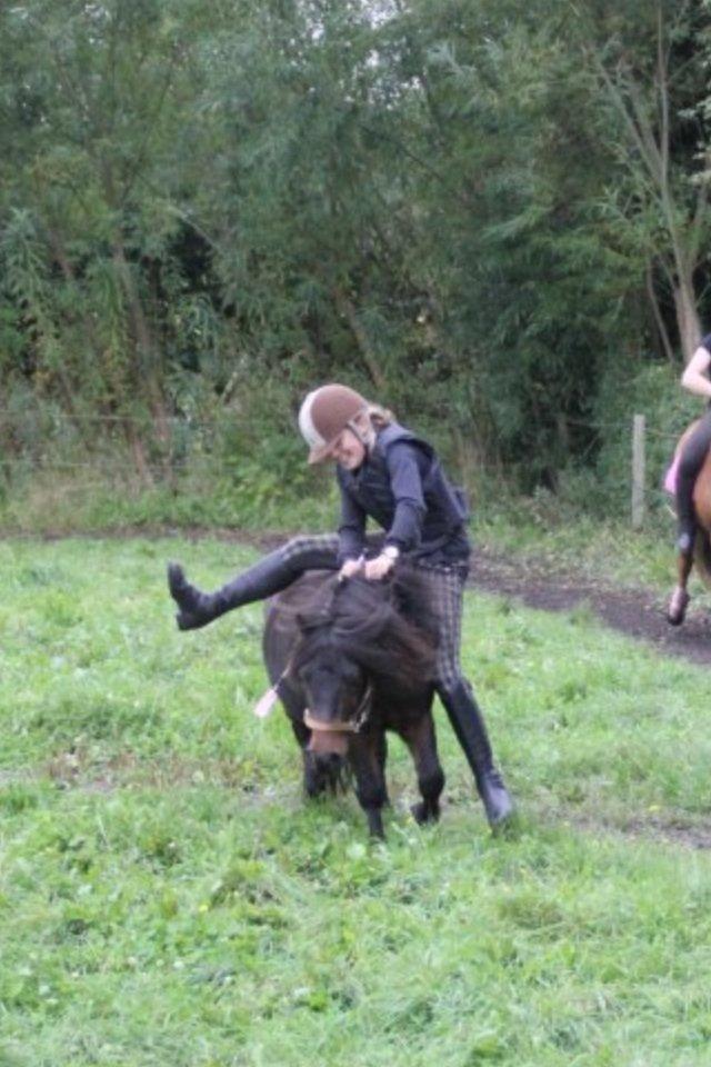 Shetlænder Rican *Rider* billede 17