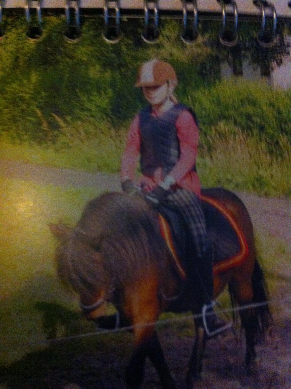 Shetlænder Rican *Rider* billede 18