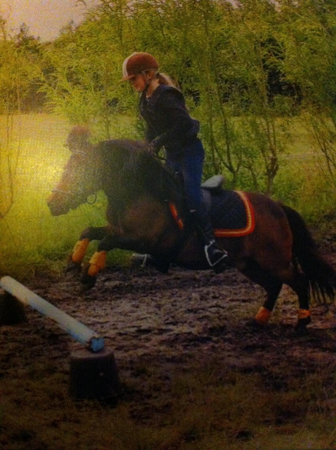 Shetlænder Rican *Rider* billede 19