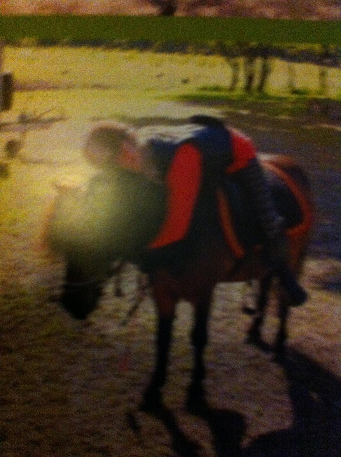 Shetlænder Rican *Rider* billede 20